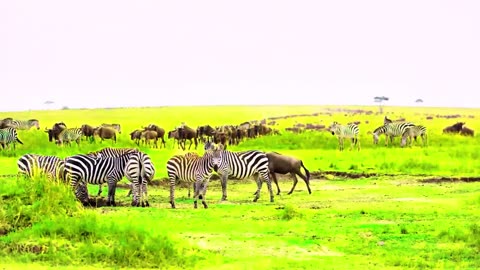 Tour The Wild Beautiful Natural Landscapes of Africa with Soothing Soft Music 4K African Wildlife