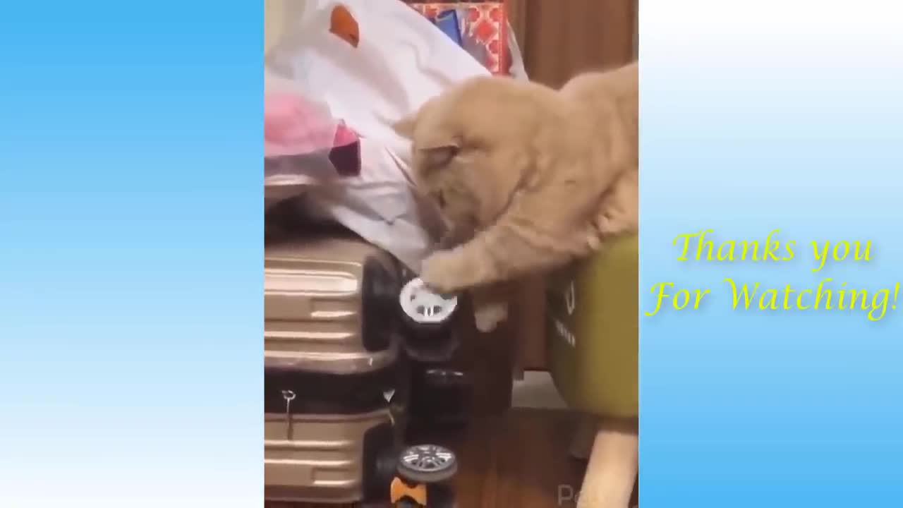 Top Funny Cat Videos of The Weekly - TRY NOT TO LAUGH #200 - Pets Garden