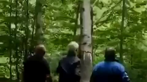 Tree Revenge