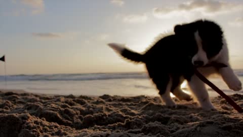 A beautiful puppy playing on the beach