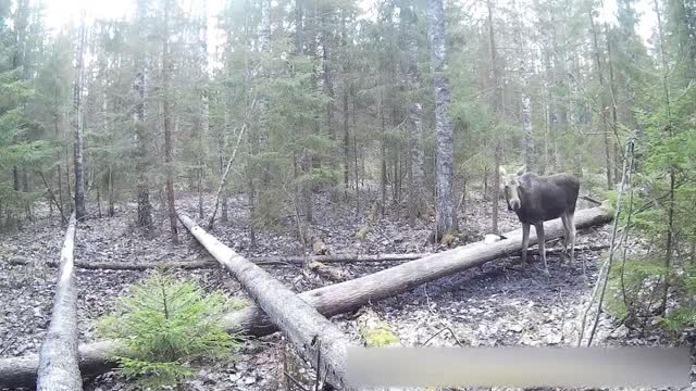 Wild moose on salt licks funny sneezes