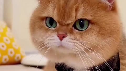 Fall In Love With Cat Funny Video Cat Funny Video And Love - How They Are The Same