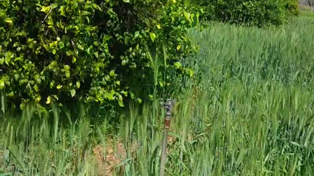 Farmer