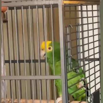 The parrot sings in a very beautiful way
