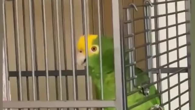 The parrot sings in a very beautiful way