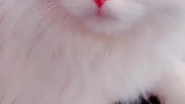 Cat video Playing Beautifull cat video Playing