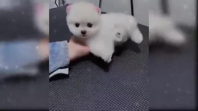 Funny dog so cute funny dog videos