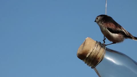 The bird are eating food in a beautiful way.