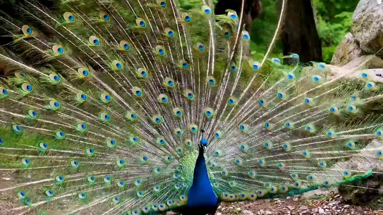 Bind peacock feather