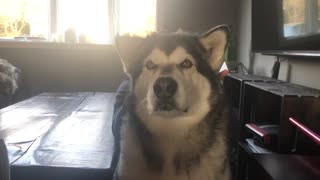 Alaskan Malamute’s ears dance to the beat of Baby Shark song