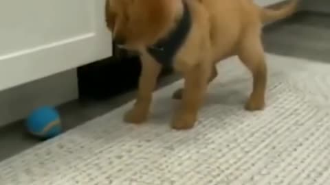 ULTIMATE|| Animal Compilation || Funny Fails || viral || comedy