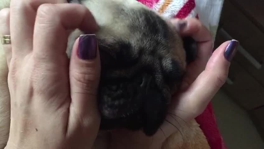 Pug Massage