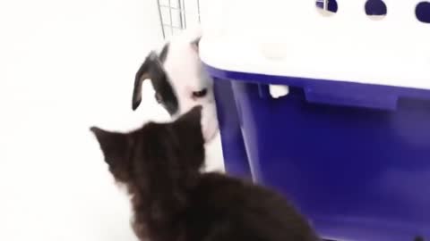 Primeira vez que os gatinhos e os cachorrinhos se encontram