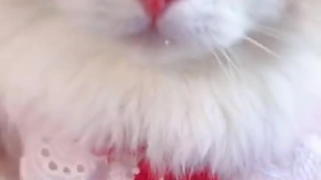 Aww cute cat😍❤
