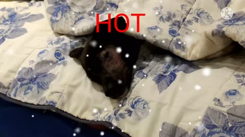 Hot