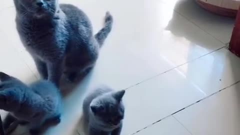 It's my pet, but it's also my friend