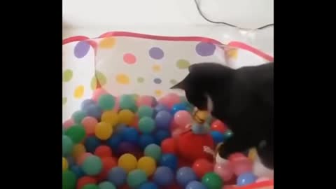Funniest Cats fighting