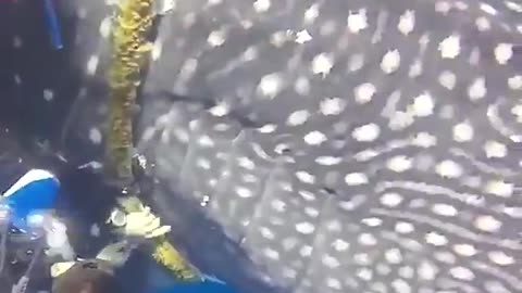 Animals & humans can be awesome