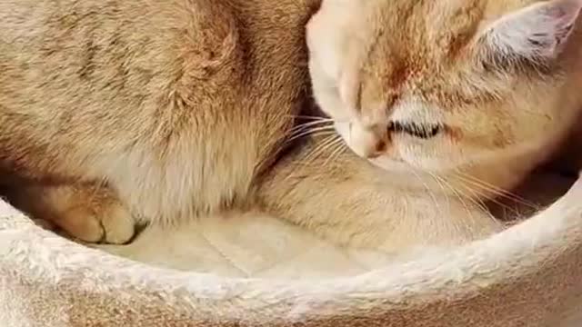 CUTE AND LOVELY CATS SHORT VIDEO