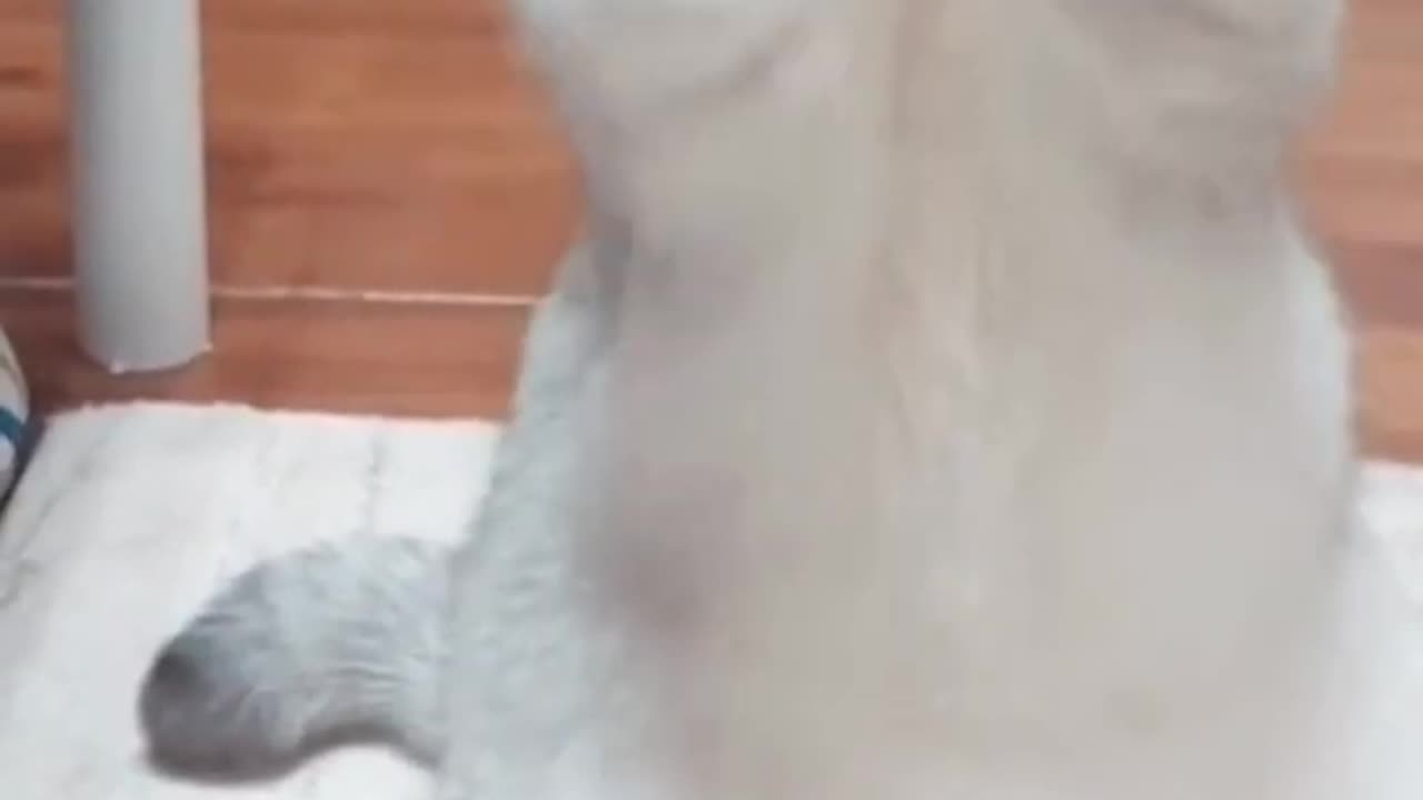 Funny animal #funnyvideo #catanddog