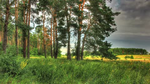 A beautiful scene in the woods at sunset