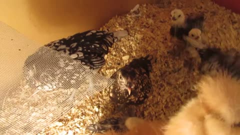 Quail chicks (4)