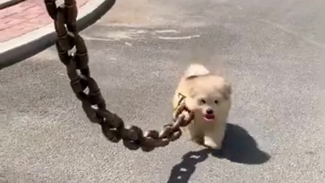 Cute Dog and funny puppies