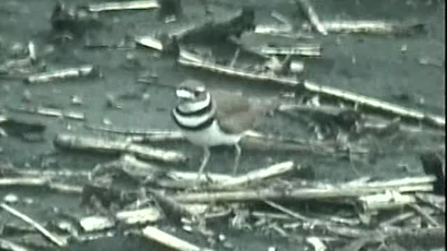 Severe storm 5/16/99