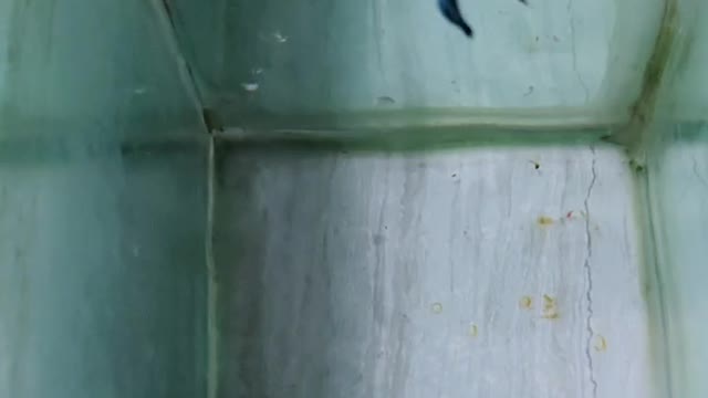 Fish fighting while celebrating birthday