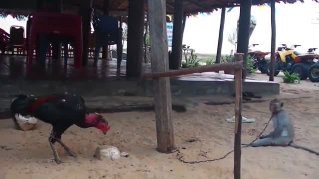 FUNNY MONKEYS 2