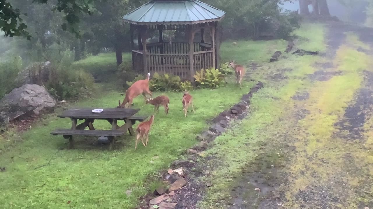 Deer 🦌 fawns 🦌 NW NC at The Treehouse 🌳 Lady teaching the kids self defense / hummingbird visits