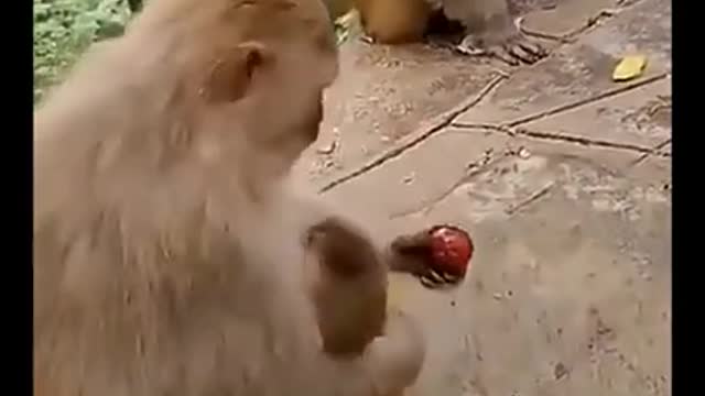 Mom love towards baby Monkey#cutest#