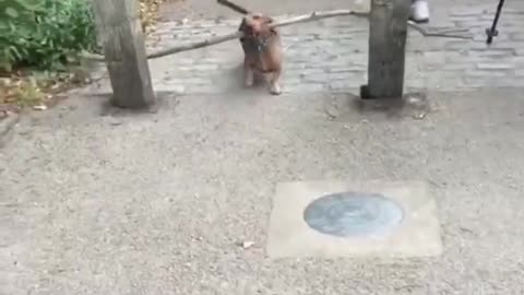 How smart dogs are trained