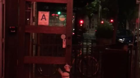 White puppy tied to gate trying to get owners attention