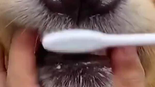 Teach Your Dog To Brush His Teeth 🦷 Funny Golden Retriever