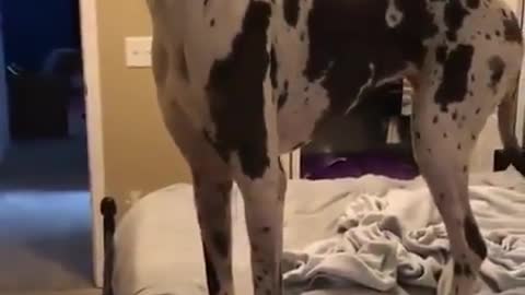 The Great Dane Video 60