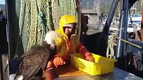 Bald Eagles Stealing Fish