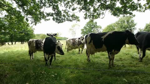 Cows at the countryside