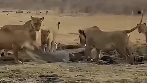 Lion vs croc