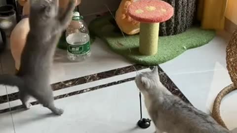 Funny Cat - Clip 3 in 2021: The Ultimate Feline Playdate!** 🐾🎥"