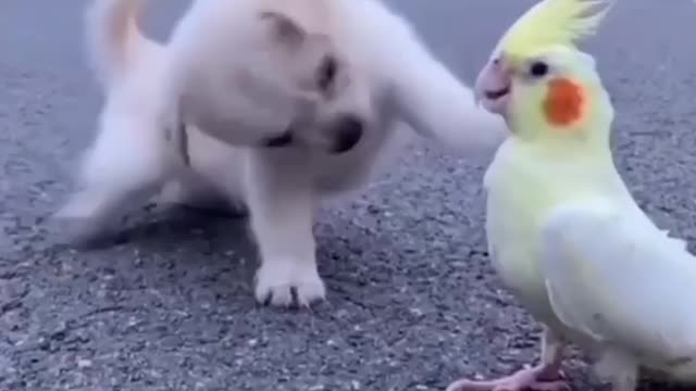 Beautiful cute dogs baby and small birds!