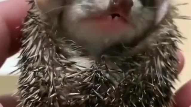 Baby hedgehog licks air