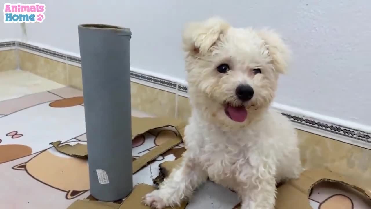 Adorable monkey puppies and puppies, viral cute animal videos