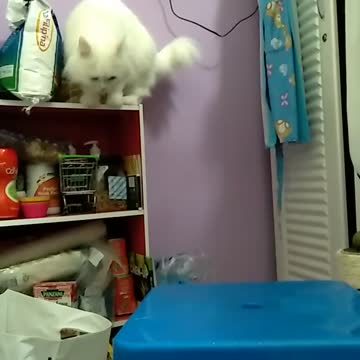 Cute Cat Jumped Over The Stool