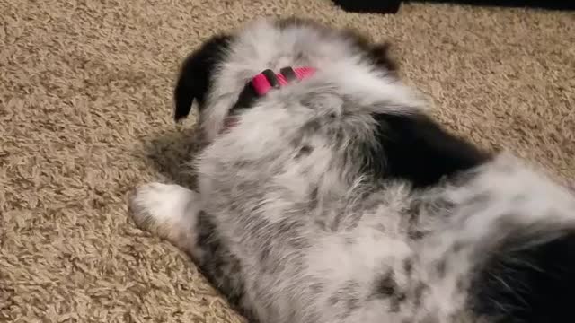 Adorable Australian Shepherd Puppy Playing