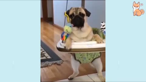 Funny dog video