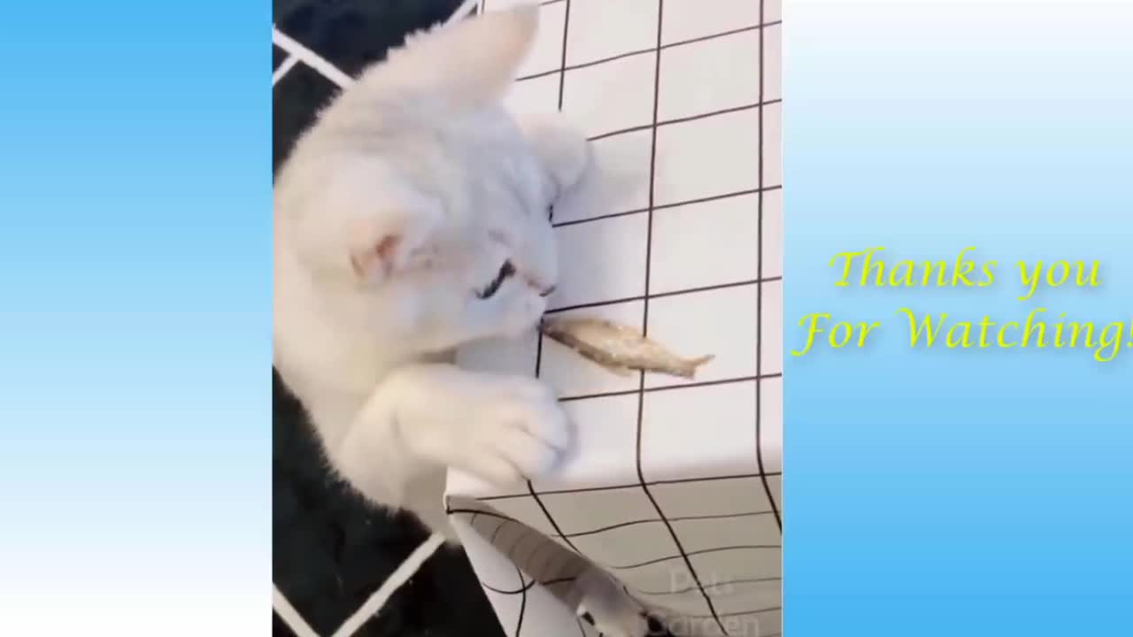 Cats Are The Best Friends, Funny Videos