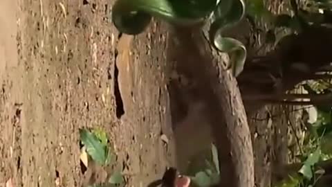 Rare video #shorts 2021#5Mviews