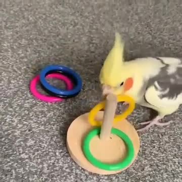 A group of lovebirds and cockatiels playing in the small rings in an amazing way