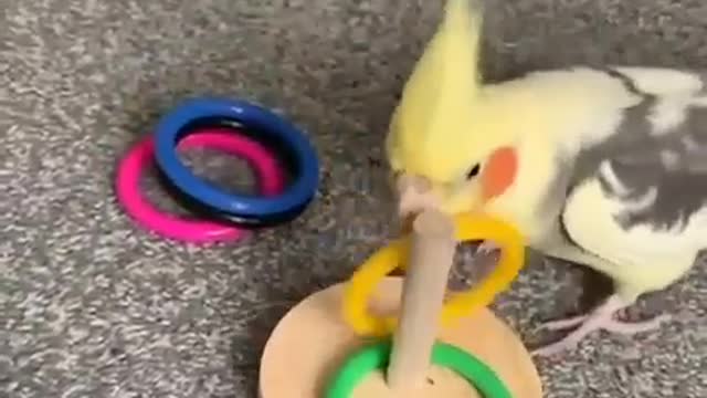 A group of lovebirds and cockatiels playing in the small rings in an amazing way